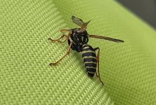 DWV Paper Wasp (web).jpg