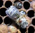 VSH and The Selective Breeding of Bees To Fight Varroa ...