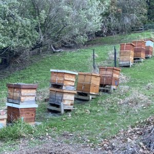 Hives on a hill
