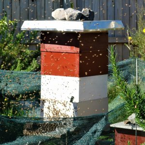 shower tray hive