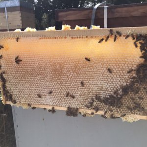 Honey frame