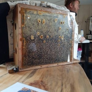 Observation Hive