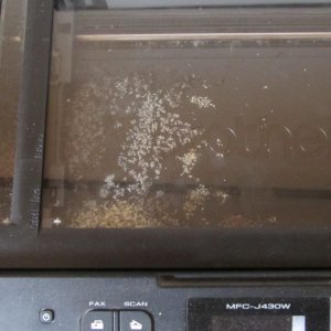 Ants in printer.jpg