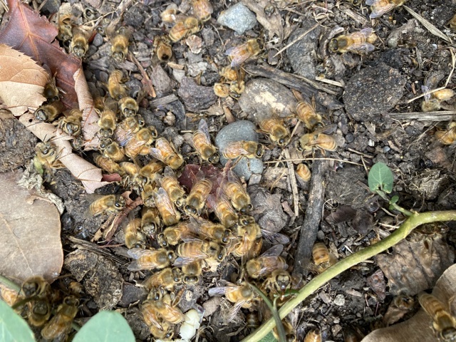 Beehive litter