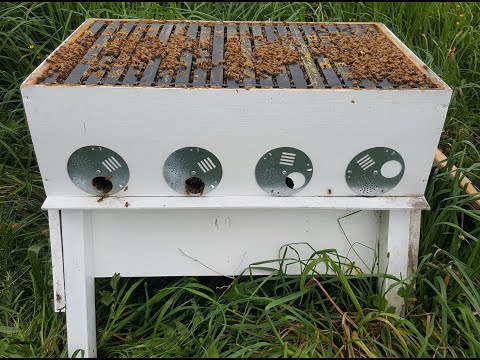 bench hive 2.jpg