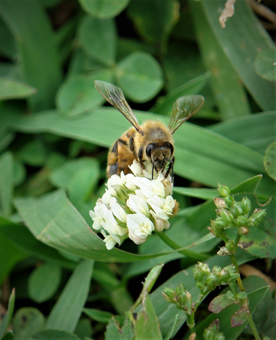 clover bee