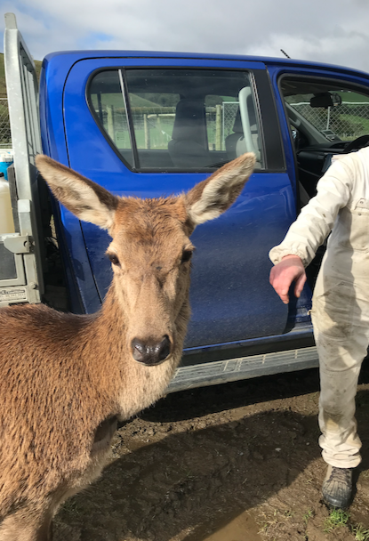 deer visitor
