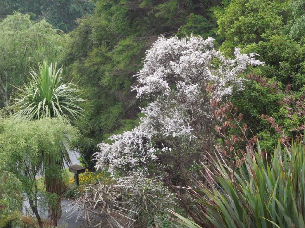 DSCN0160 (Medium).JPG