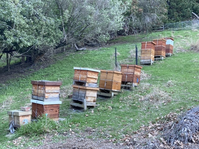 Hives on a hill