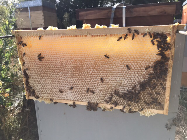 Honey frame