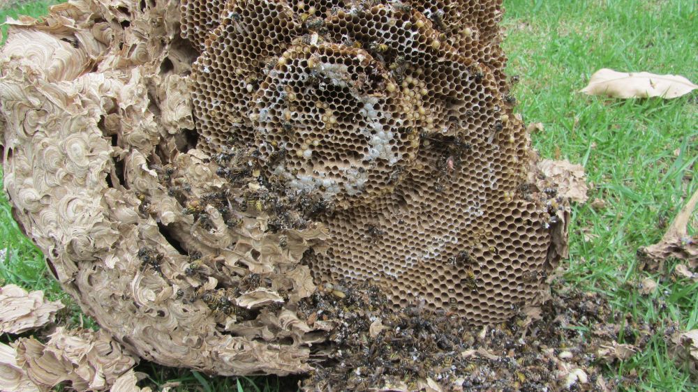 Wasp Nest